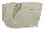 Fossil Cedrelospermum Leaf with Crane Fly - Utah #377065-2
